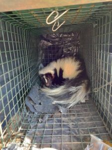 Animal Removal Tipton